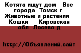 Котята ищут дом - Все города, Томск г. Животные и растения » Кошки   . Кировская обл.,Лосево д.